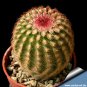 Echinocereus Pectinatus v Cardona  8 Seeds