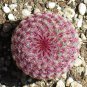 Echinocereus Pectinatus v Cardona  8 Seeds