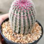 Echinocereus Pectinatus v Cardona  8 Seeds