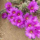 Echinocereus Sarissophorus 8 Seeds