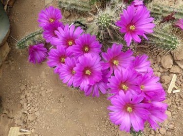 Echinocereus Sarissophorus 8 Seeds