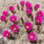 Echinocereus Sarissophorus 8 Seeds