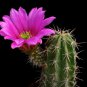 Echinocereus Sarissophorus 8 Seeds