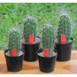 Echinocereus Sarissophorus 8 Seeds