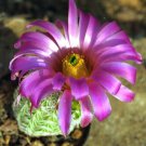 Echinocereus Scopulorum aka  Sonoran Rainbow Cactus 8 Seeds