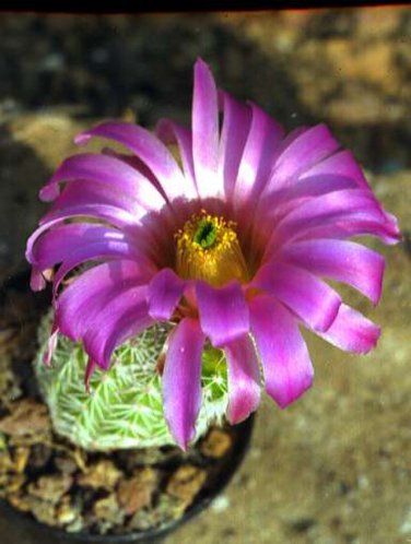 Echinocereus Scopulorum aka  Sonoran Rainbow Cactus 8 Seeds