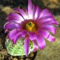 Echinocereus Scopulorum aka  Sonoran Rainbow Cactus 8 Seeds