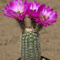 Echinocereus Scopulorum aka  Sonoran Rainbow Cactus 8 Seeds