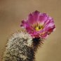Echinocereus Scopulorum aka  Sonoran Rainbow Cactus 8 Seeds
