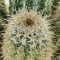 Echinocereus Scopulorum aka  Sonoran Rainbow Cactus 8 Seeds