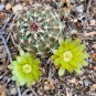 Echinocereus Viridiflorus  8 Seeds