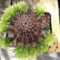 Echinocereus Viridiflorus  8 Seeds