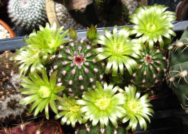 Echinocereus Viridiflorus  8 Seeds