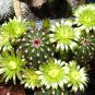 Echinocereus Viridiflorus  8 Seeds