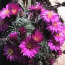 Echinocereus Weinbergii Seeds  5 Seeds