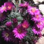 Echinocereus Weinbergii Seeds  5 Seeds