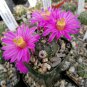 Echinocereus Weinbergii Seeds  5 Seeds