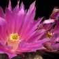 Echinocereus Weinbergii Seeds  5 Seeds