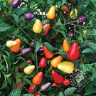 Chinese five pepper Hot Pepper.  10 Seeds Free Shipping