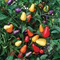 Chinese five pepper Hot Pepper.  10 Seeds Free Shipping