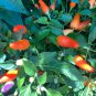 Chinese five pepper Hot Pepper.  10 Seeds Free Shipping
