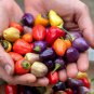 Chinese five pepper Hot Pepper.  10 Seeds Free Shipping