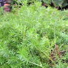 Asparagus densiflorus mazeppa, Asparagus Fern  10 Seeds