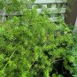 Asparagus densiflorus mazeppa, Asparagus Fern  10 Seeds