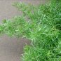 Asparagus densiflorus mazeppa, Asparagus Fern  10 Seeds