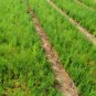 Asparagus densiflorus mazeppa, Asparagus Fern  10 Seeds