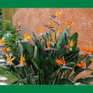 Bird of Paradise Strelitzia Reginae.  5 Seeds Free Shipping