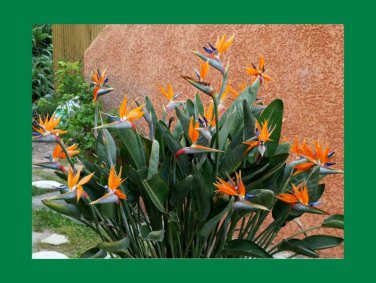 Bird of Paradise Strelitzia Reginae.  5 Seeds Free Shipping