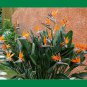 Bird of Paradise Strelitzia Reginae.  5 Seeds Free Shipping