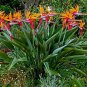 Bird of Paradise Strelitzia Reginae.  5 Seeds Free Shipping