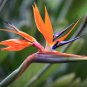 Bird of Paradise Strelitzia Reginae.  5 Seeds Free Shipping