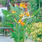 Bird of Paradise Strelitzia Reginae.  5 Seeds Free Shipping