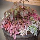 Confetti Red Hypoestes Phyllostachya.  5 Seeds Free Shipping