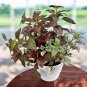 Confetti Red Hypoestes Phyllostachya.  5 Seeds Free Shipping