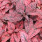 Confetti Red Hypoestes Phyllostachya.  5 Seeds Free Shipping