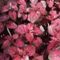Confetti Red Hypoestes Phyllostachya.  5 Seeds Free Shipping
