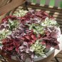 Confetti Pink Hypoestes Phyllostachya.  5 Seeds Free Shipping