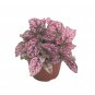 Confetti Pink Hypoestes Phyllostachya.  5 Seeds Free Shipping