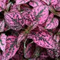 Confetti Pink Hypoestes Phyllostachya.  5 Seeds Free Shipping