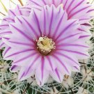 Echinofossulocactus Albatus  5 Seeds