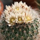 Echinofossulocactus Lloydii   5 Seeds