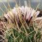 Echinofossulocactus Lloydii   5 Seeds
