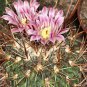 Echinofossulocactus Obvalatus  5 Seeds