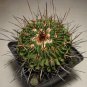 Echinofossulocactus Obvalatus  5 Seeds
