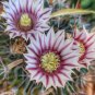 Echinofossulocactus Zacatecasensis  5 Seeds