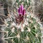 Echinofossulocactus Zacatecasensis  5 Seeds